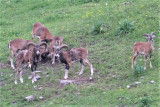 La bourri mouflon