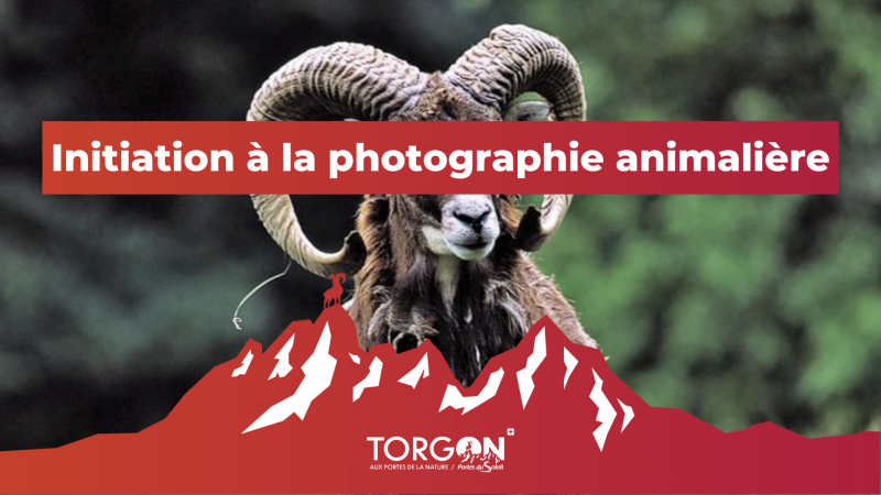 initiation_photographie_animaliere_torgon.png